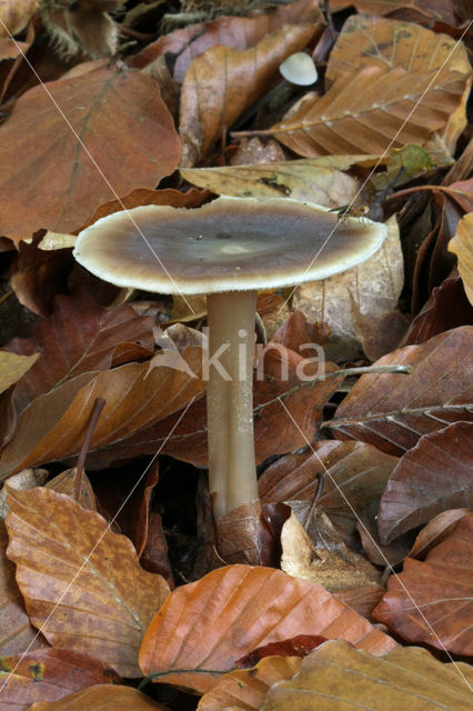 Butter Cap (Collybia butyracea)