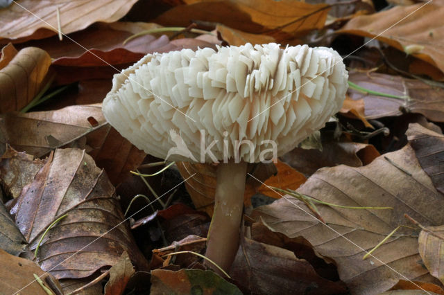 Butter Cap (Collybia butyracea)