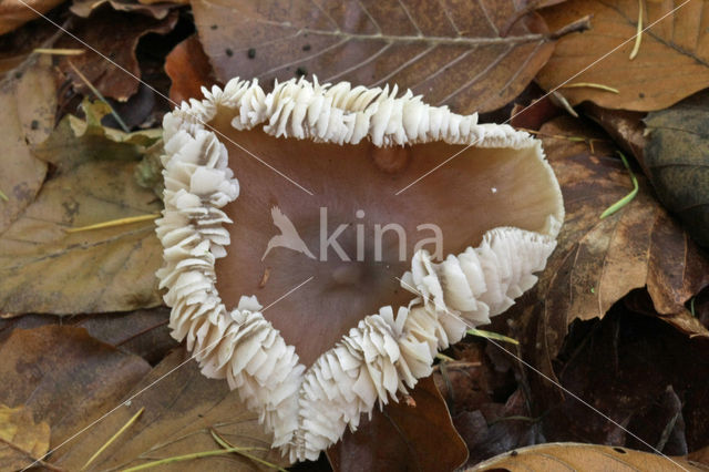 Botercollybia (Collybia butyracea)