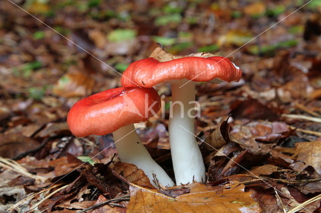 Braakrussula (Russula emetica)