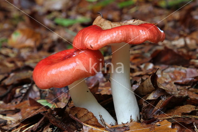 Braakrussula (Russula emetica)