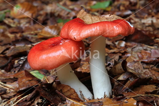 Braakrussula (Russula emetica)