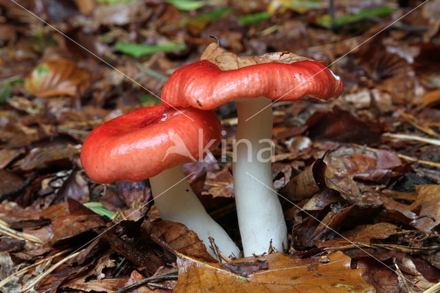 Braakrussula (Russula emetica)