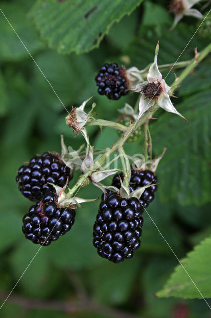 Bramble (Rubus spec)