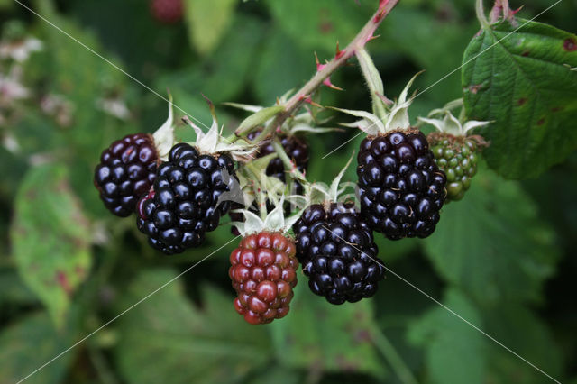 Bramble (Rubus spec)