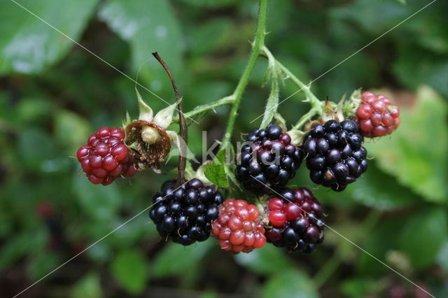 Bramble (Rubus spec)