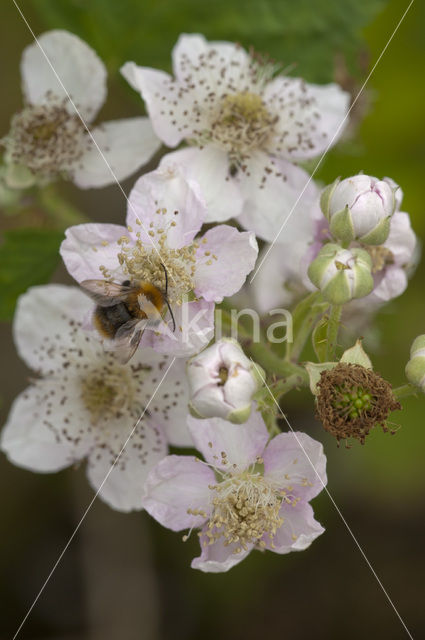 Bramble (Rubus spec)