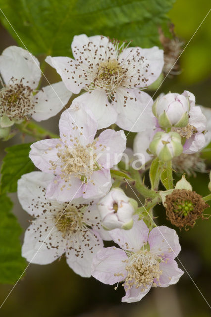 Bramble (Rubus spec)