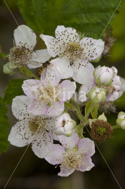 Bramble (Rubus spec)