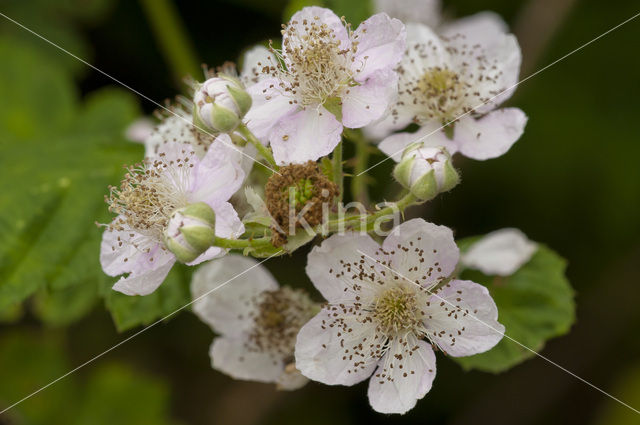 Bramble (Rubus spec)