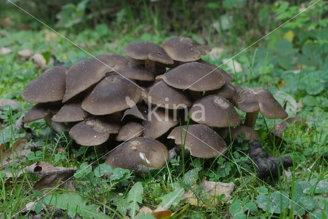 Clustered Domecap (Lyophyllum decastes)