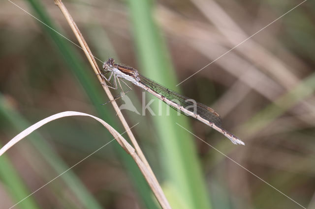 Brown Emerald Damselfly (Sympecma fusca)