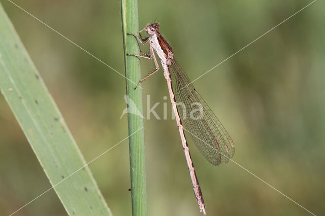 Bruine winterjuffer (Sympecma fusca)