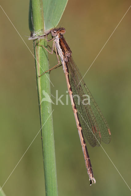 Brown Emerald Damselfly (Sympecma fusca)