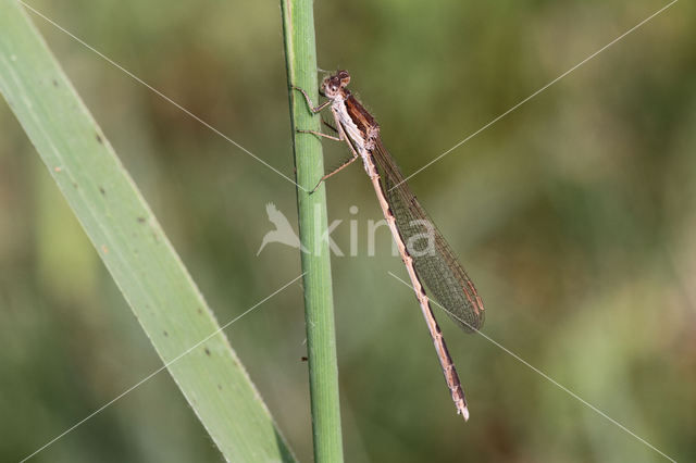 Bruine winterjuffer (Sympecma fusca)