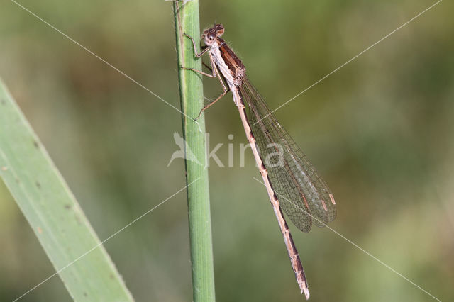 Brown Emerald Damselfly (Sympecma fusca)