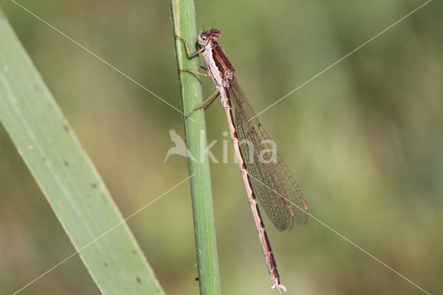 Brown Emerald Damselfly (Sympecma fusca)