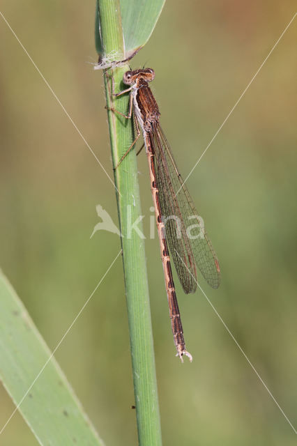 Brown Emerald Damselfly (Sympecma fusca)