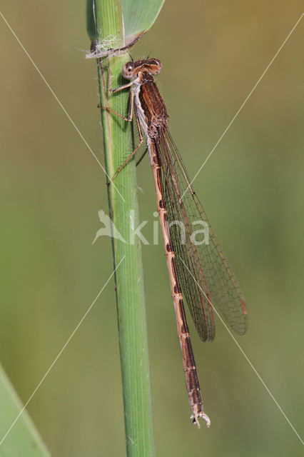 Brown Emerald Damselfly (Sympecma fusca)