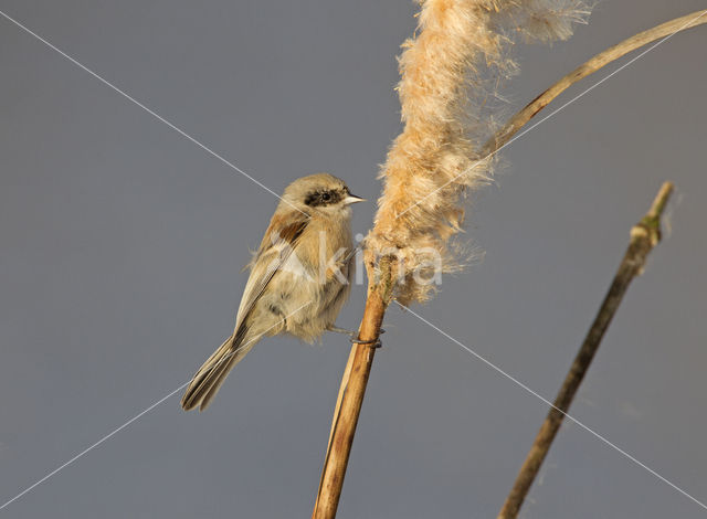 Eurasian Penduline-Tit (Remiz pendulinus)