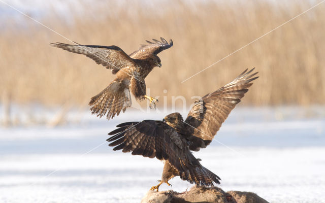 Buizerd (Buteo buteo)