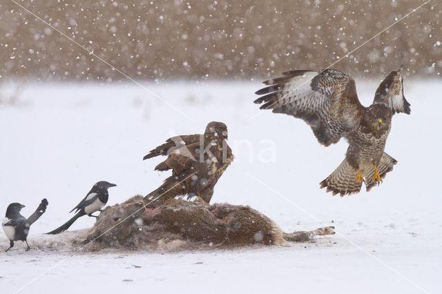 Common Buzzard (Buteo buteo)