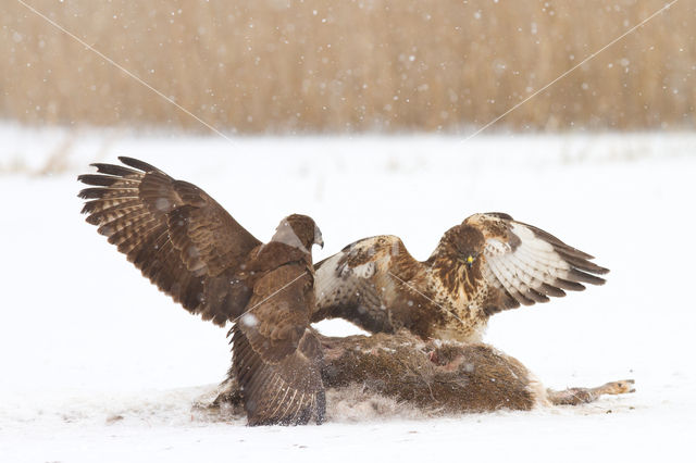 Buizerd (Buteo buteo)