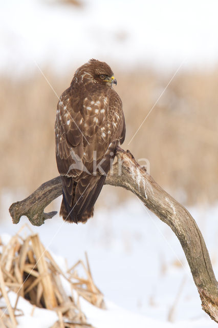 Buizerd (Buteo buteo)