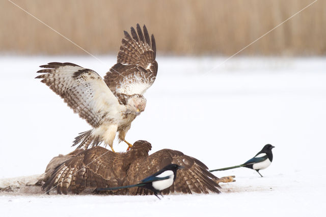 Common Buzzard (Buteo buteo)