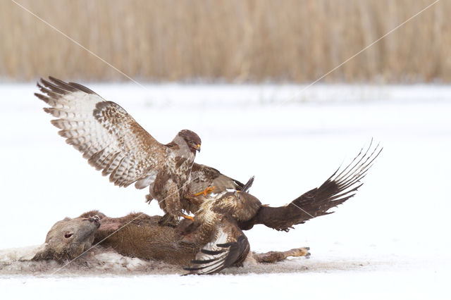 Common Buzzard (Buteo buteo)