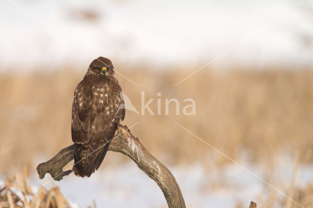 Buizerd (Buteo buteo)