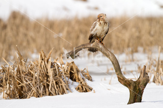 Common Buzzard (Buteo buteo)