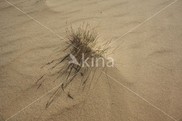 Grey Hair-grass (Corynephorus canescens)