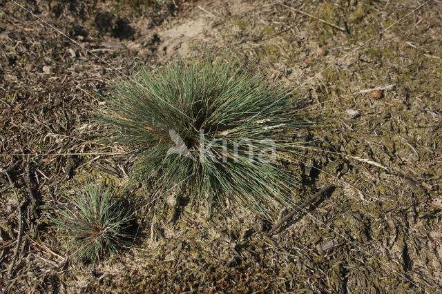 Grey Hair-grass (Corynephorus canescens)