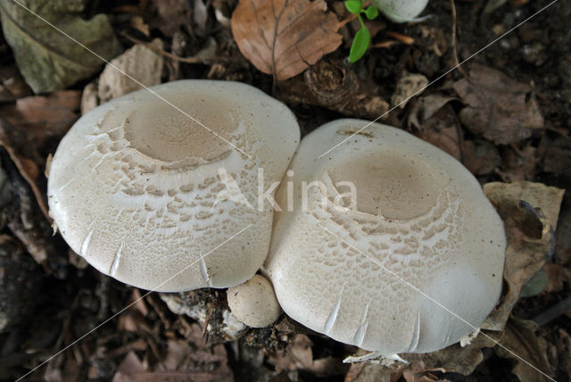 Champignon (Agaricus spec.)