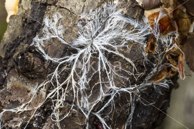 Mushroom spawn nematode (Ditylenchus myceliophagus)