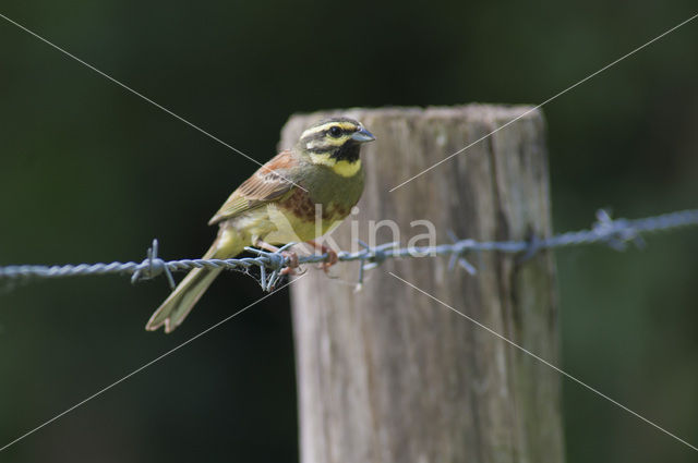 Cirlgors (Emberiza cirlus)