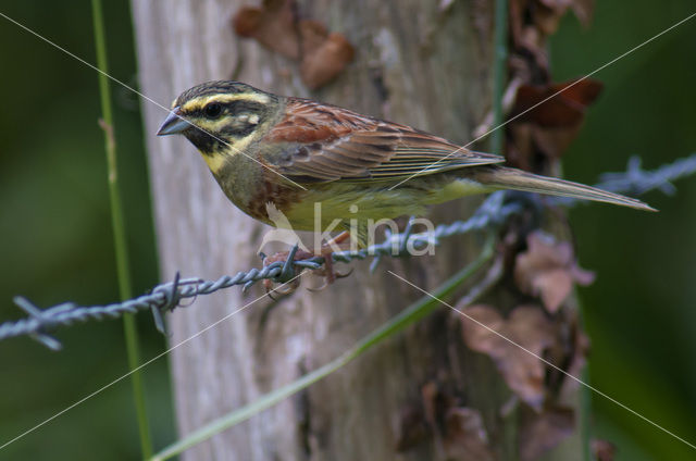 Cirlgors (Emberiza cirlus)