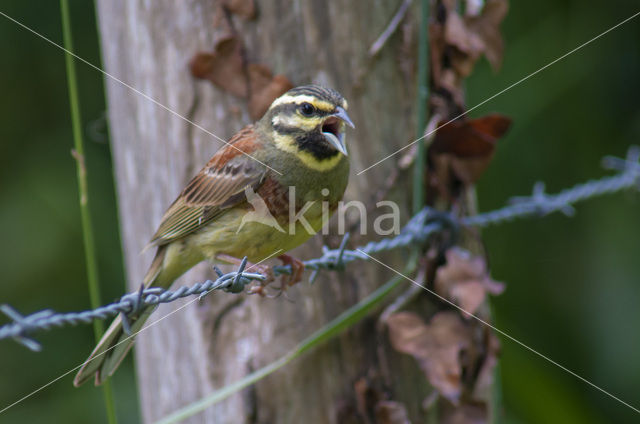 Cirl bunting (Emberiza cirlus)