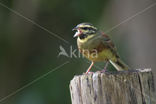 Cirlgors (Emberiza cirlus)