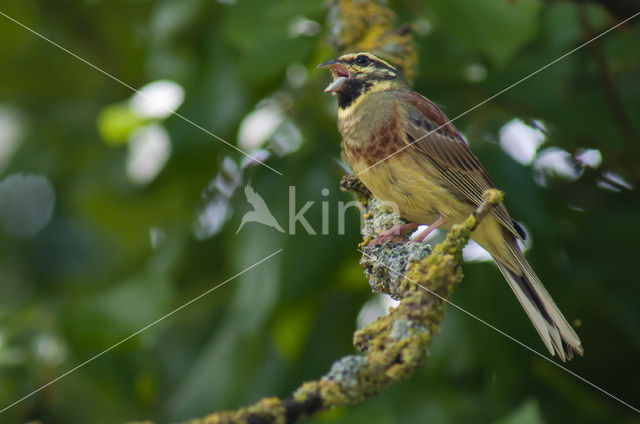 Cirl bunting (Emberiza cirlus)