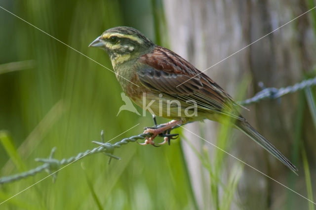 Cirl bunting (Emberiza cirlus)