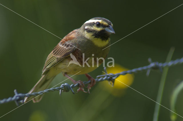 Cirl bunting (Emberiza cirlus)