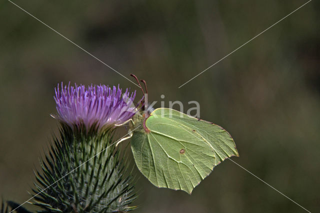 Citroenvlinder (Gonepteryx rhamni)