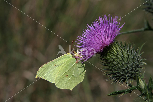 Citroenvlinder (Gonepteryx rhamni)