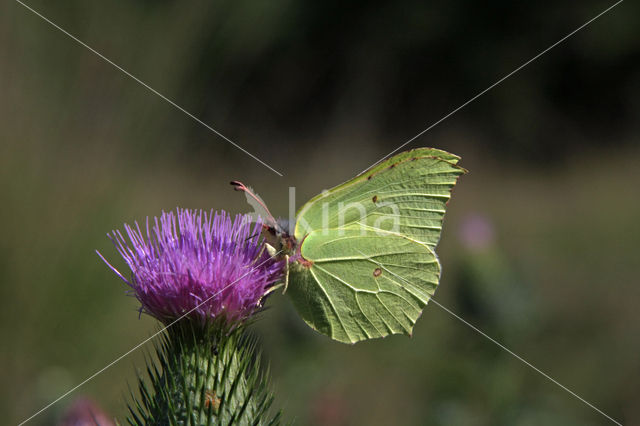 Citroenvlinder (Gonepteryx rhamni)