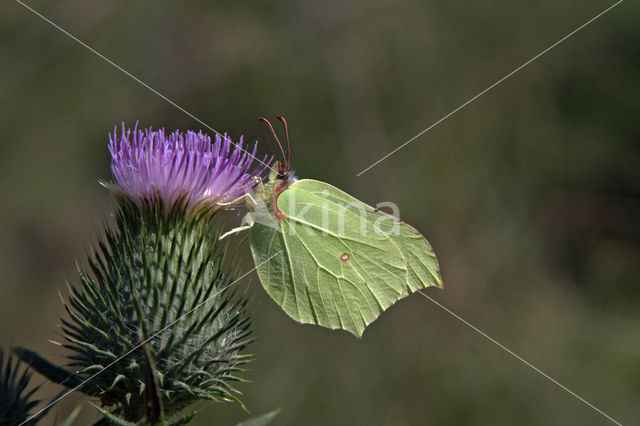 Citroenvlinder (Gonepteryx rhamni)