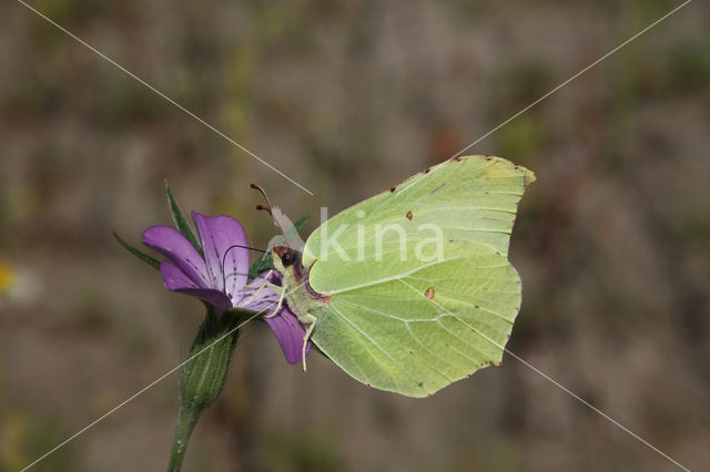 Citroenvlinder (Gonepteryx rhamni)