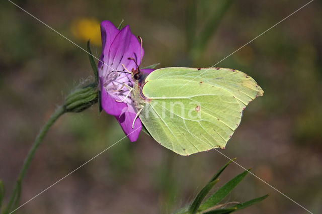 Citroenvlinder (Gonepteryx rhamni)