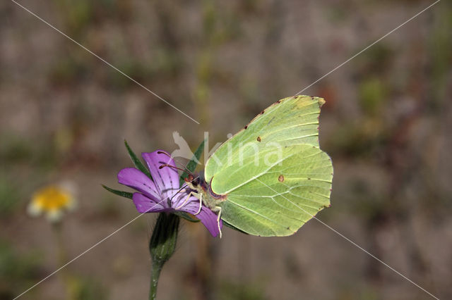 Citroenvlinder (Gonepteryx rhamni)